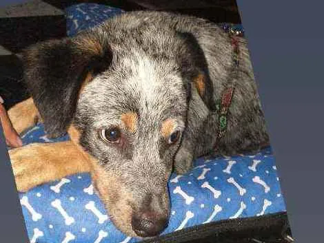 Cachorro ra a Labrador australiano idade 7 a 11 meses nome Rex