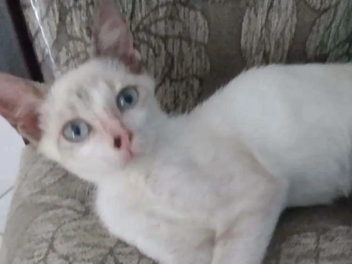 Gato raça SRD idade 2 a 6 meses nome Pedrinho