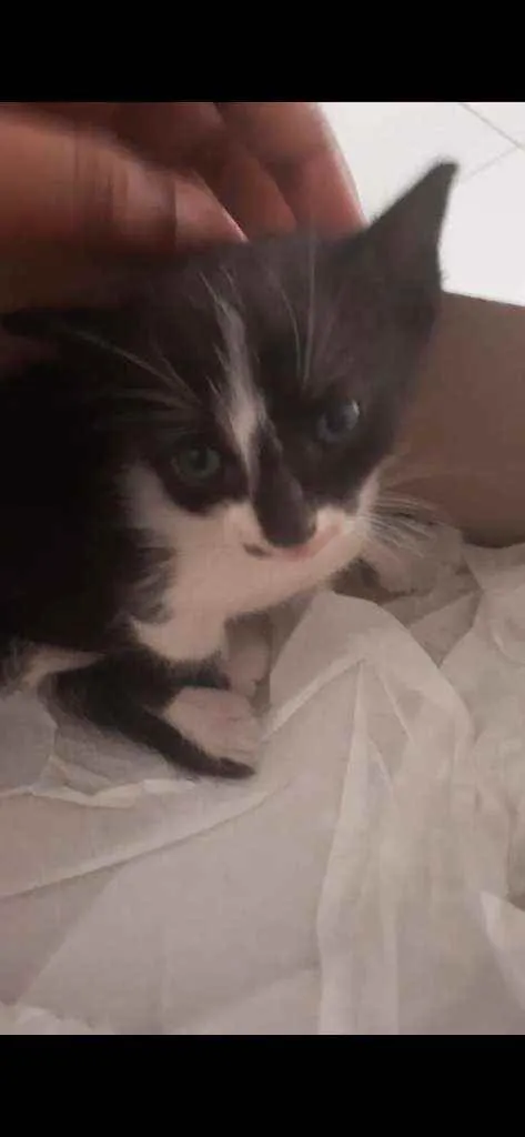 Gato raça  idade Abaixo de 2 meses nome Amora