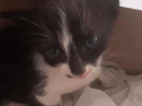 Gato raça  idade Abaixo de 2 meses nome Amora