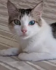 Safira