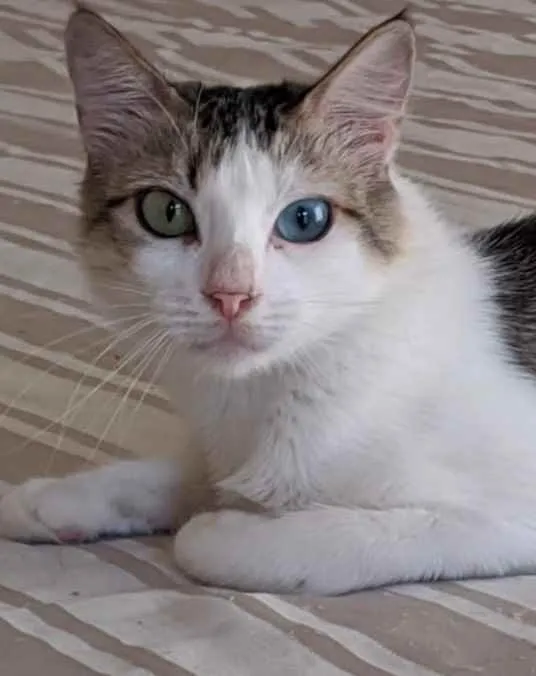 Gato ra a Srd idade 1 ano nome Safira