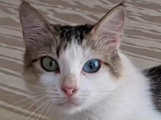 Gato ra a Srd idade 1 ano nome Safira
