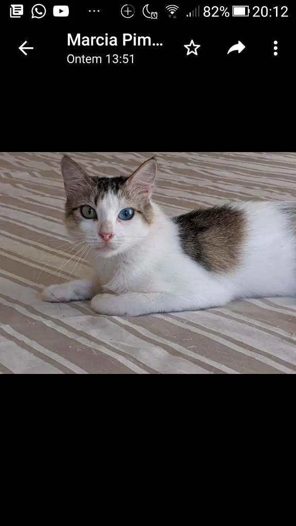 Gato ra a Srd idade 1 ano nome Safira
