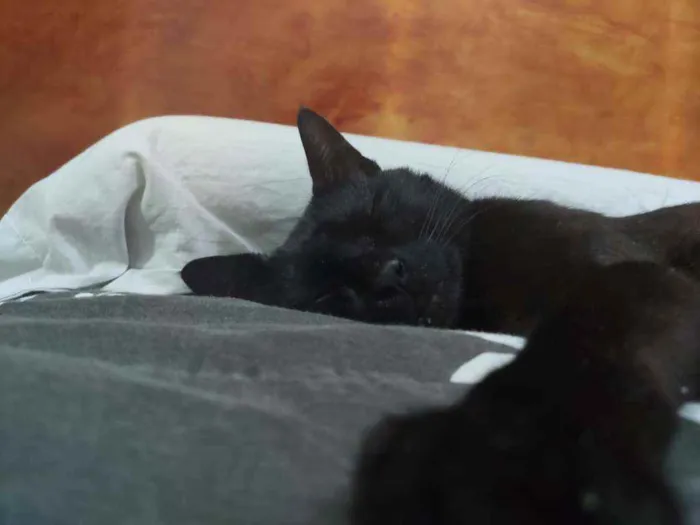 Gato ra a Srd idade 1 ano nome Safira