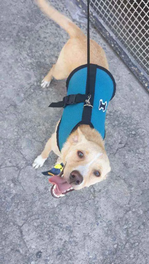Cachorro ra a Sem raça definida  idade 2 a 6 meses nome Tour