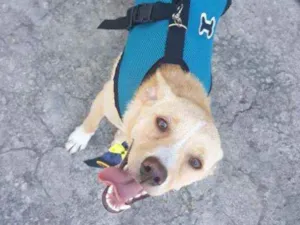 Cachorro raça Sem raça definida  idade 2 a 6 meses nome Tour