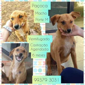 Cachorro raça SRD idade 7 a 11 meses nome Paçoca 
