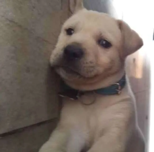 Cachorro ra a Srd  idade Abaixo de 2 meses nome Asgard