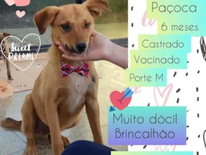 Cachorro raça SRD idade 7 a 11 meses nome Paçoca 