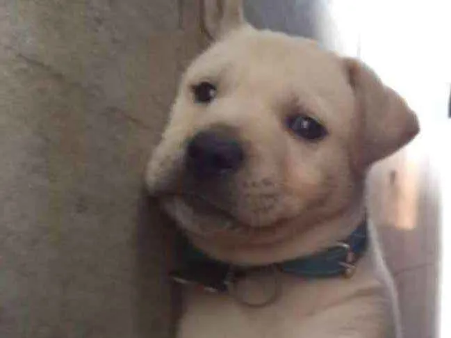 Cachorro ra a Srd  idade Abaixo de 2 meses nome Asgard