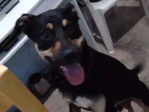 Cachorro raça Desconhecida idade 7 a 11 meses nome Chocolate