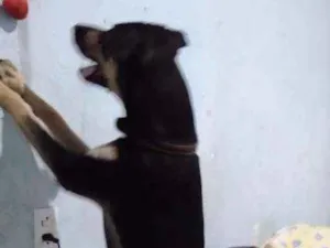 Cachorro raça Desconhecida idade 7 a 11 meses nome Chocolate