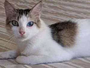 Gato raça Srd idade 1 ano nome Safira