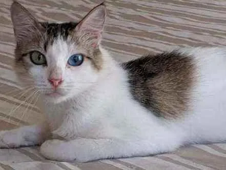 Gato ra a Srd idade 1 ano nome Safira