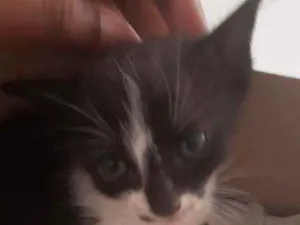 Gato raça  idade Abaixo de 2 meses nome Amora