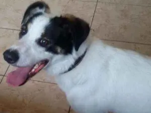 Cachorro raça Srd idade 2 anos nome Peter pan