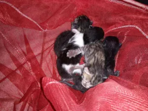 Gato raça  idade  nome Pretao e nina e 