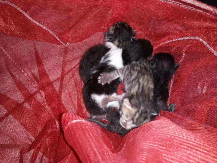 Gato raça  idade  nome Pretao e nina e 