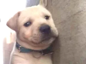 Cachorro raça Srd  idade Abaixo de 2 meses nome Asgard
