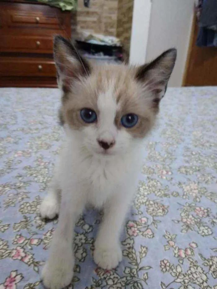 Gato ra a Srd idade 2 a 6 meses nome BB 2 meses