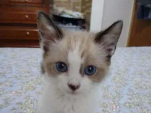 Gato raça Srd idade 2 a 6 meses nome BB 2 meses