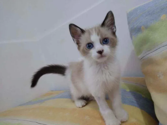 Gato ra a Srd idade 2 a 6 meses nome BB 2 meses