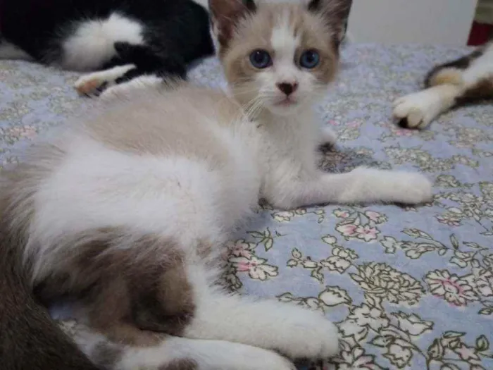 Gato ra a Srd idade 2 a 6 meses nome BB 2 meses