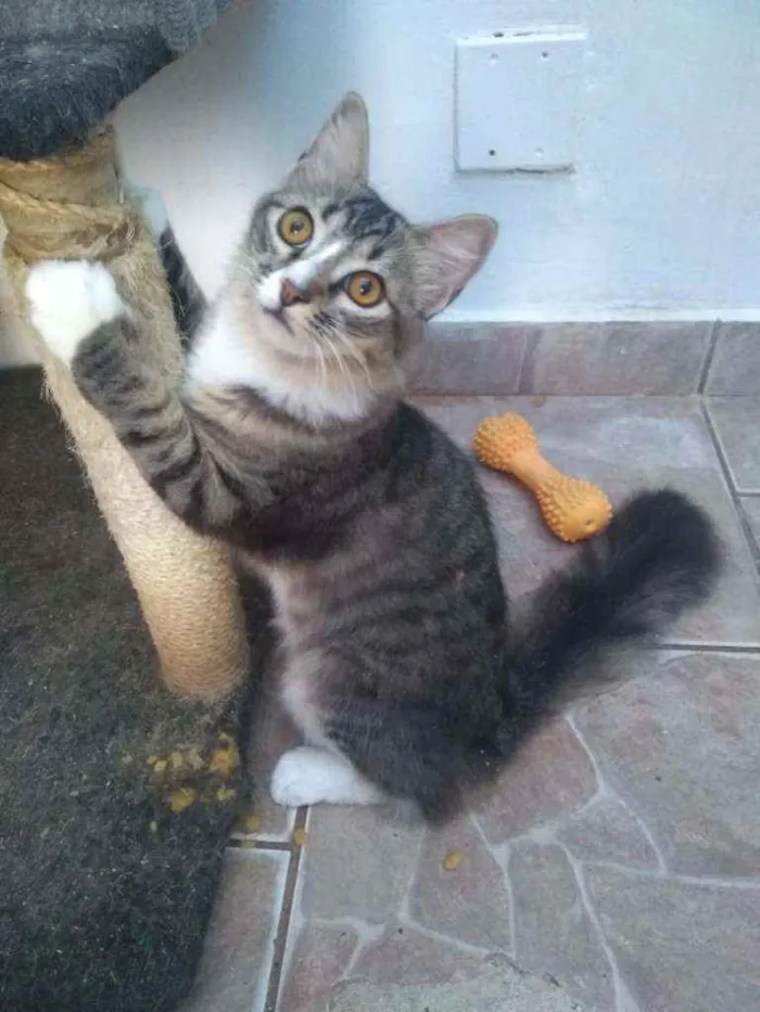 Gato ra a Srd idade 7 a 11 meses nome Bizus