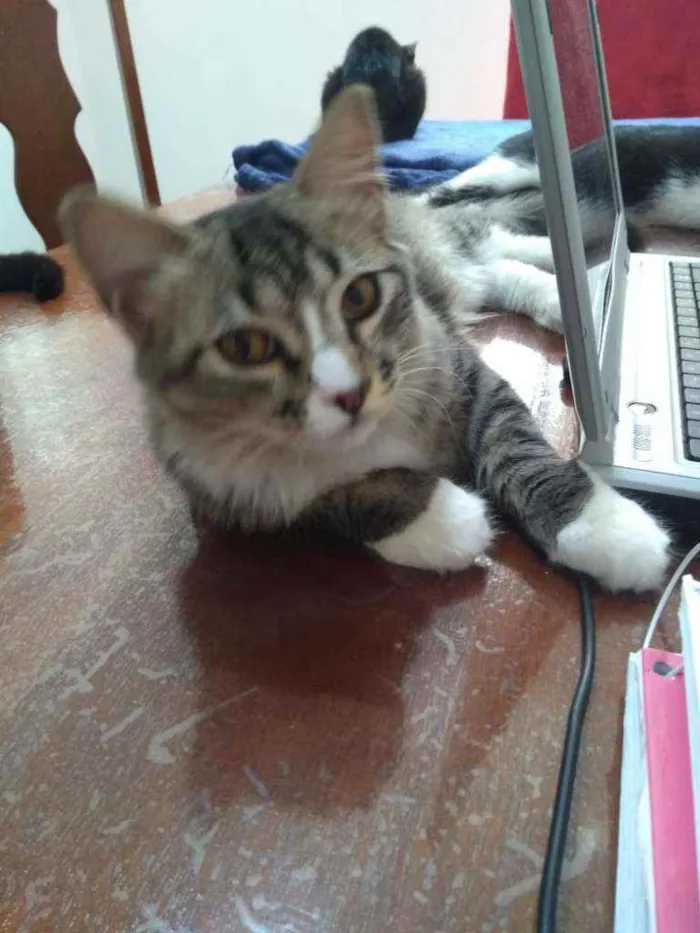 Gato ra a Srd idade 7 a 11 meses nome Bizus