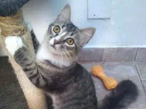Gato raça Srd idade 7 a 11 meses nome Bizus