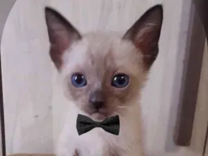 Gato raça SRD idade 2 a 6 meses nome BITUCA