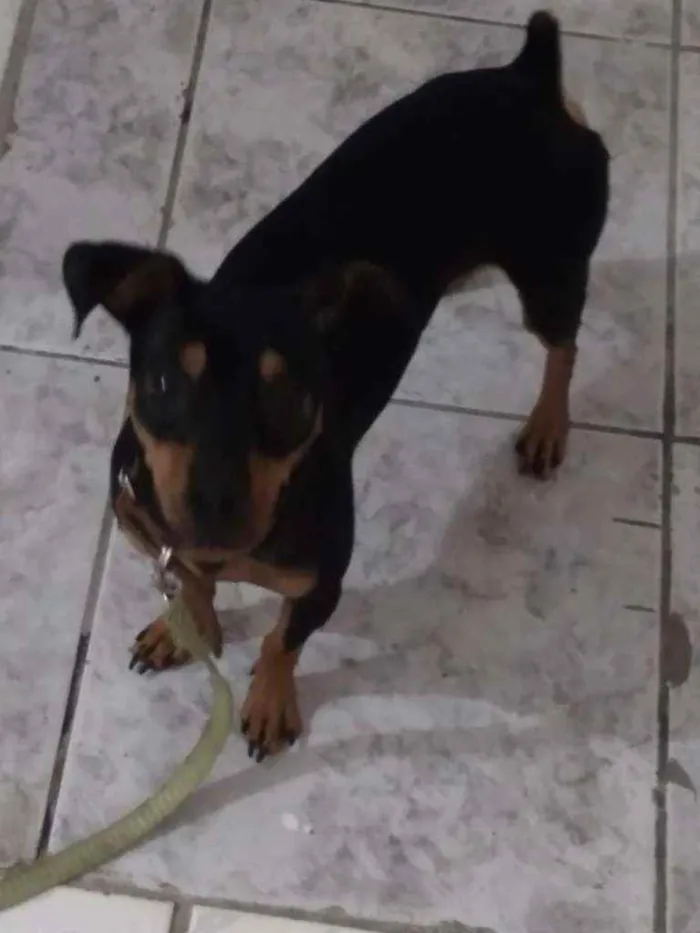 Cachorro raça Pinsher idade 1 ano nome Pow