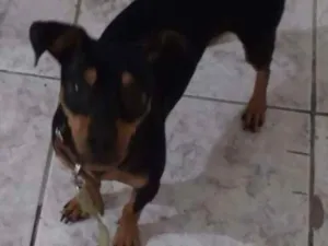 Cachorro raça Pinsher idade 1 ano nome Pow