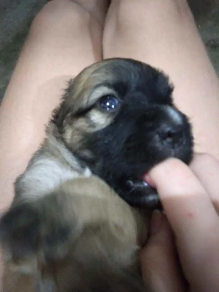 Cachorro ra a Viralata  idade Abaixo de 2 meses nome Me leva 