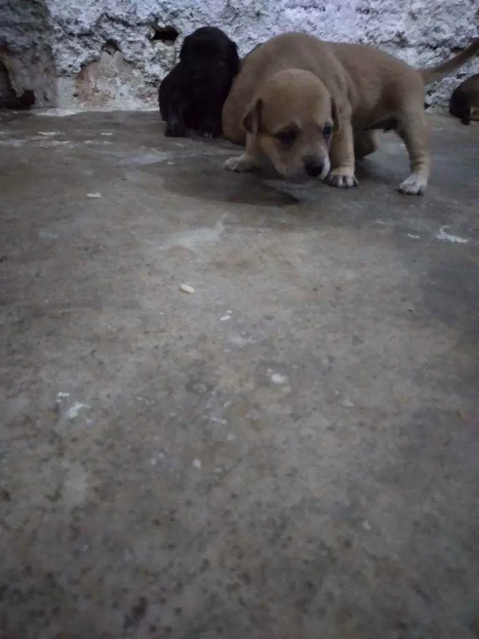 Cachorro ra a Viralata  idade Abaixo de 2 meses nome Me leva 
