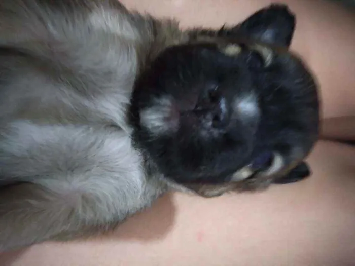 Cachorro ra a Viralata  idade Abaixo de 2 meses nome Me leva 