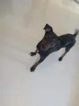 Bob