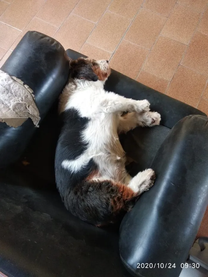 Cachorro ra a Mistura idade 6 ou mais anos nome Fiela