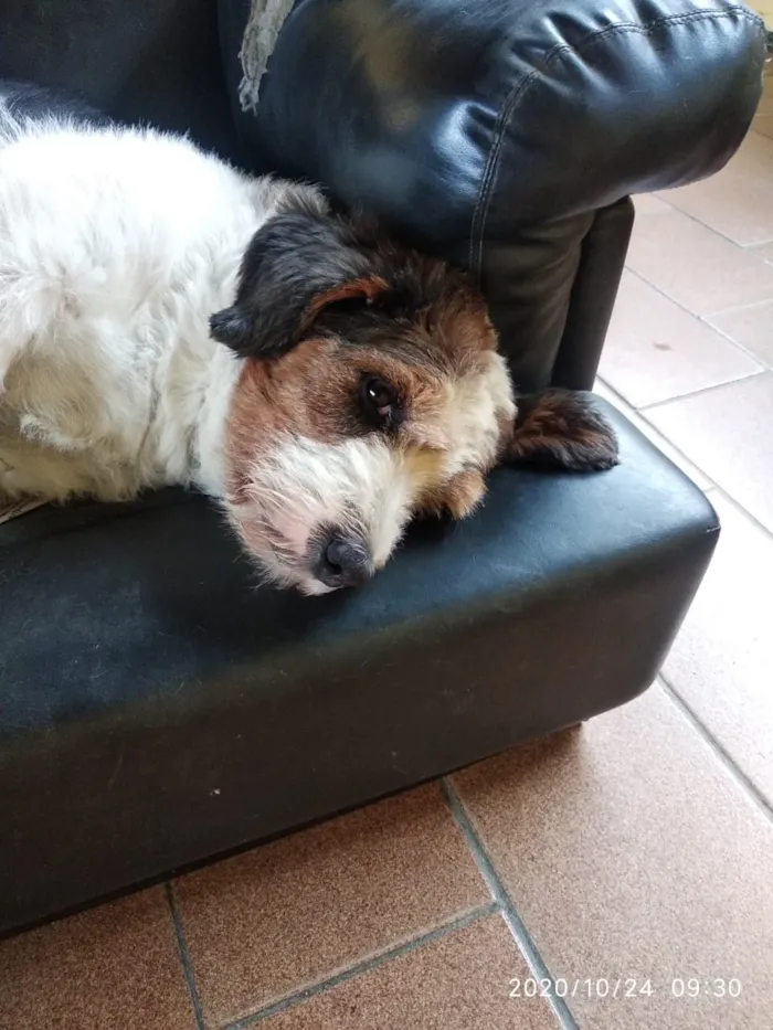 Cachorro ra a Mistura idade 6 ou mais anos nome Fiela