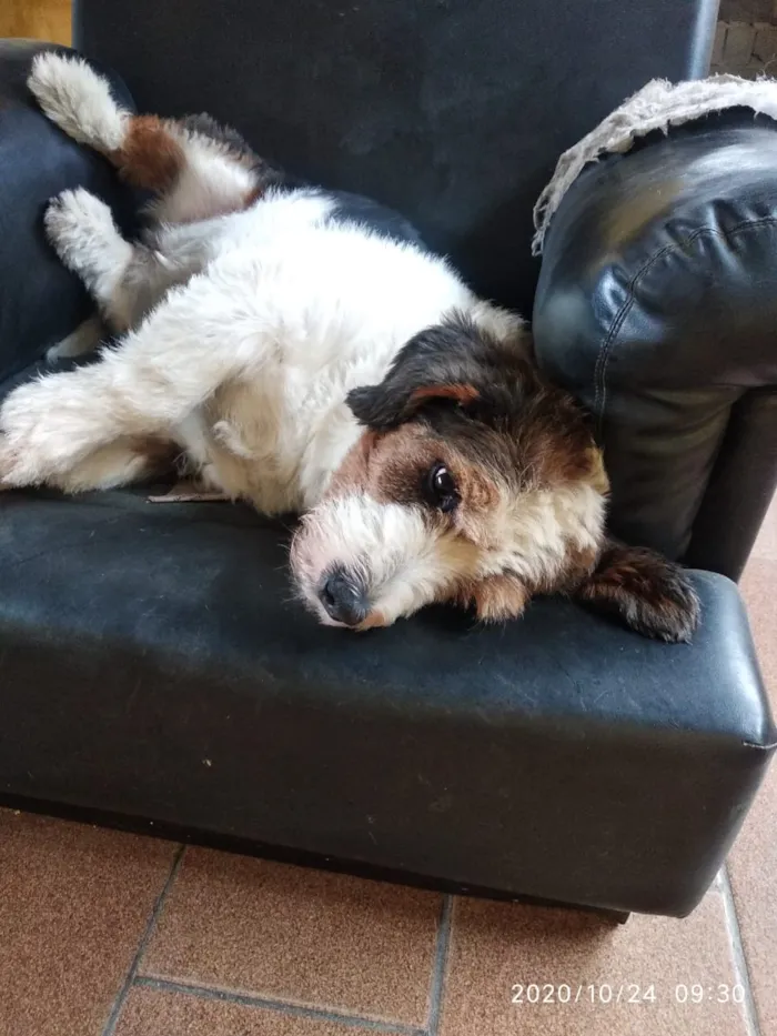 Cachorro ra a Mistura idade 6 ou mais anos nome Fiela