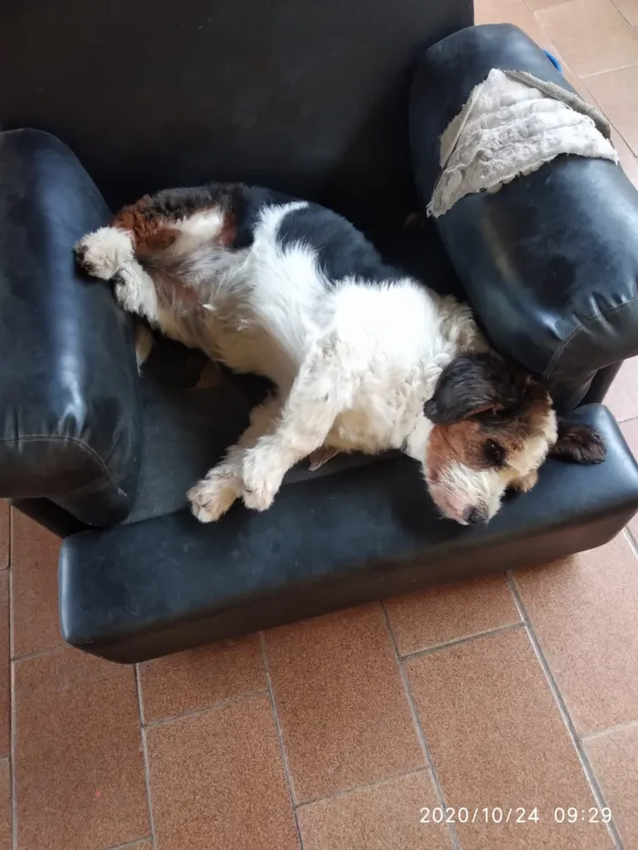 Cachorro ra a Mistura idade 6 ou mais anos nome Fiela