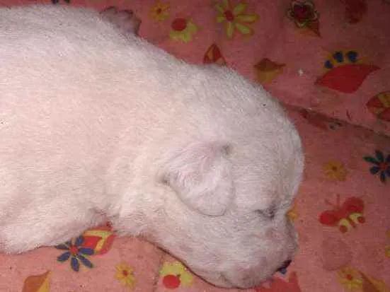 Cachorro ra a Viralatas idade Abaixo de 2 meses nome Bebes