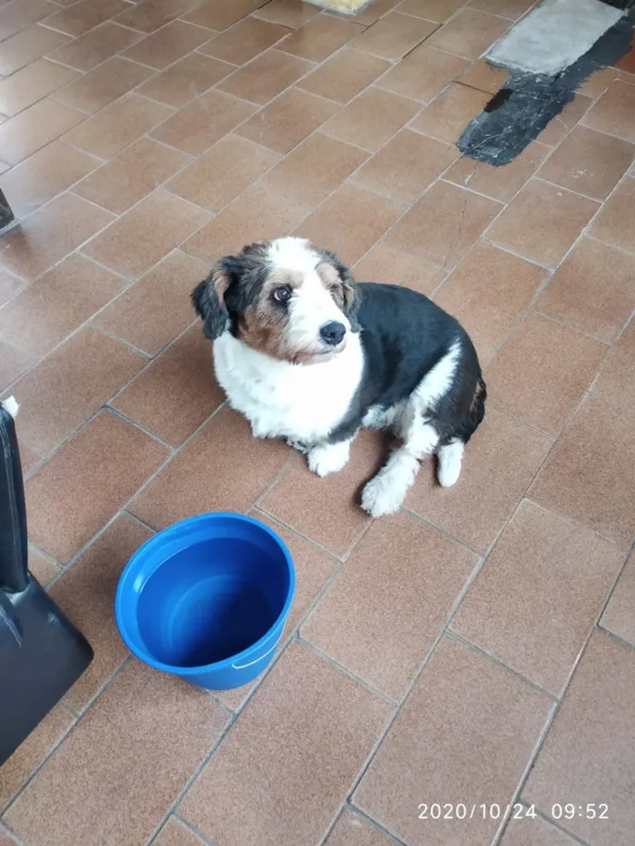 Cachorro ra a Mistura idade 6 ou mais anos nome Fiela