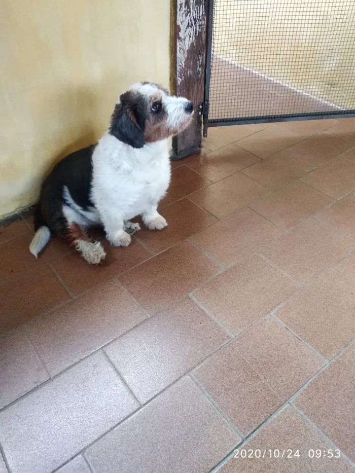 Cachorro ra a Mistura idade 6 ou mais anos nome Fiela