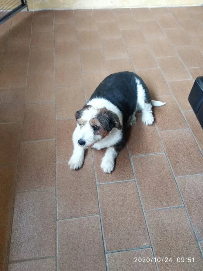 Cachorro ra a Mistura idade 6 ou mais anos nome Fiela