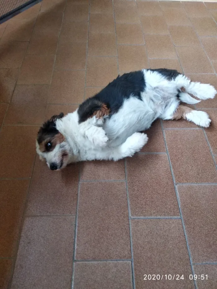 Cachorro ra a Mistura idade 6 ou mais anos nome Fiela