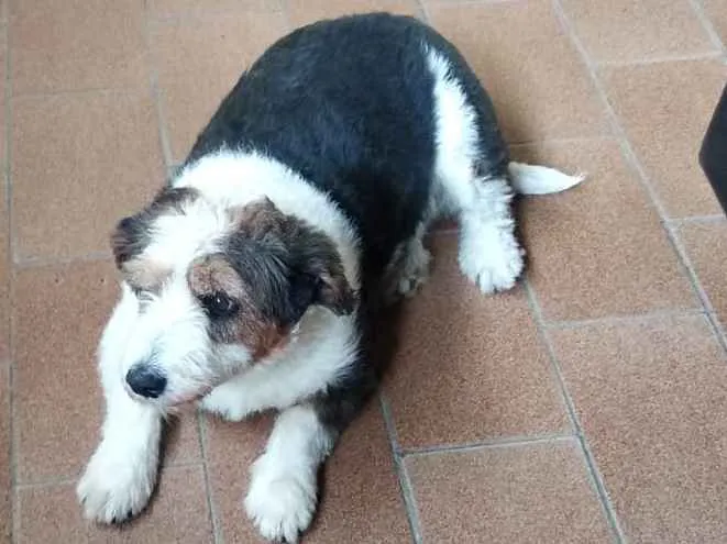 Cachorro ra a Mistura idade 6 ou mais anos nome Fiela