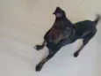 Bob