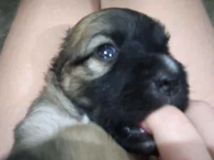 Cachorro raça Viralata  idade Abaixo de 2 meses nome Me leva 